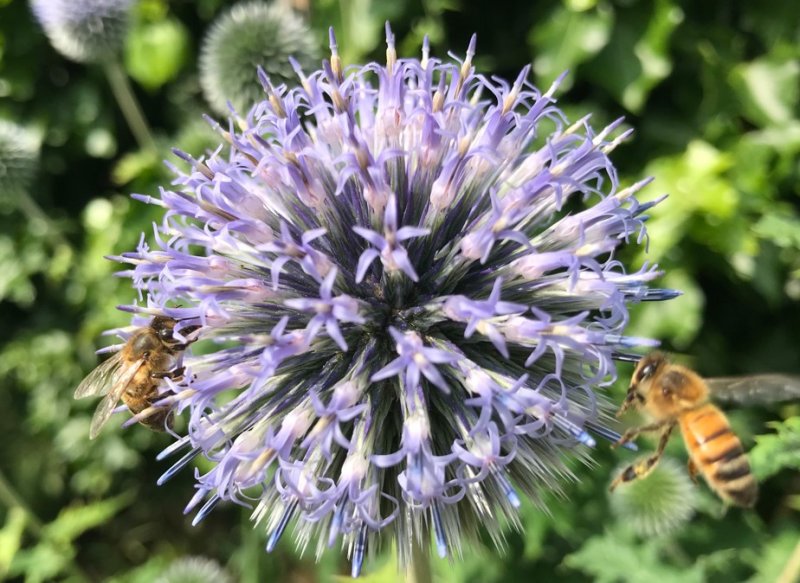 echinops.jpg