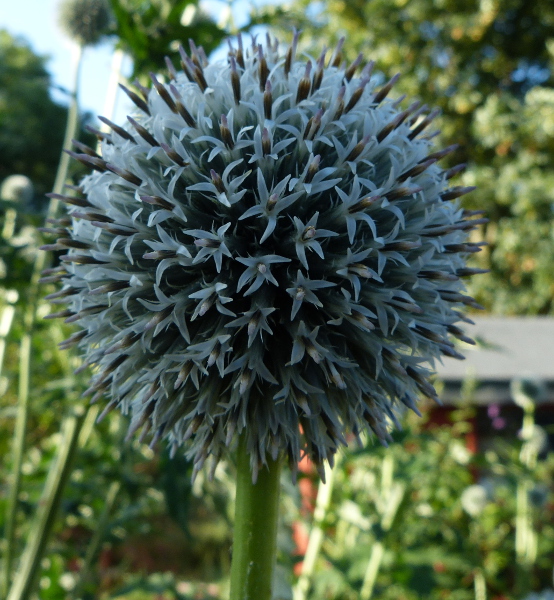 Echinops tienschanicum.JPG