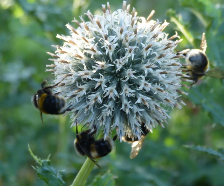 Echinops tienshanicum 1.JPG