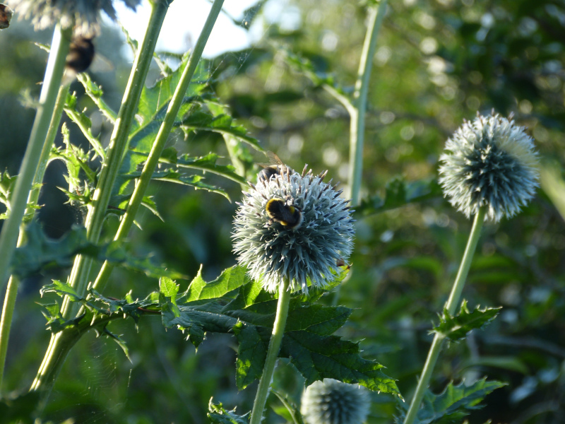 Echinops tienshanicum 2.JPG