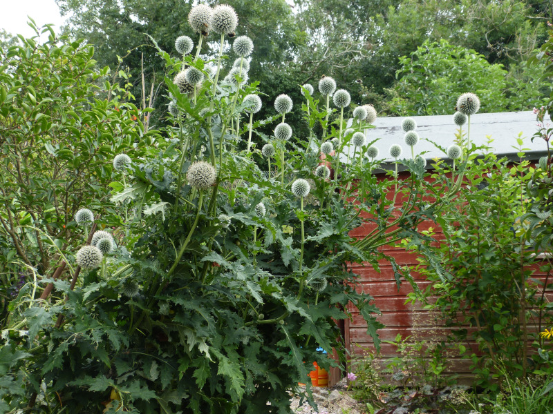 Echinops tjanschanicus.JPG