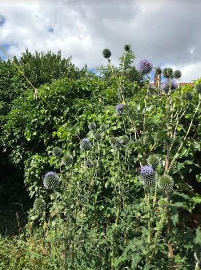 Echinops1.jpg