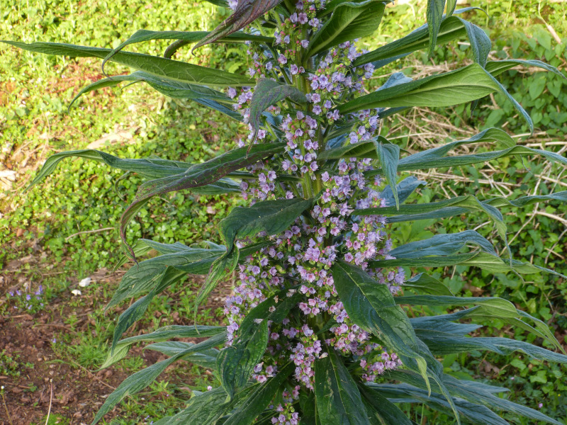 Echium pininana.JPG