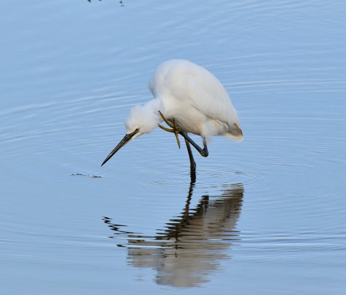 egret 1.jpg