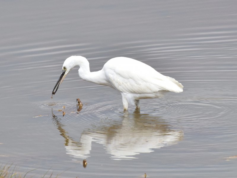 egret fish.jpg