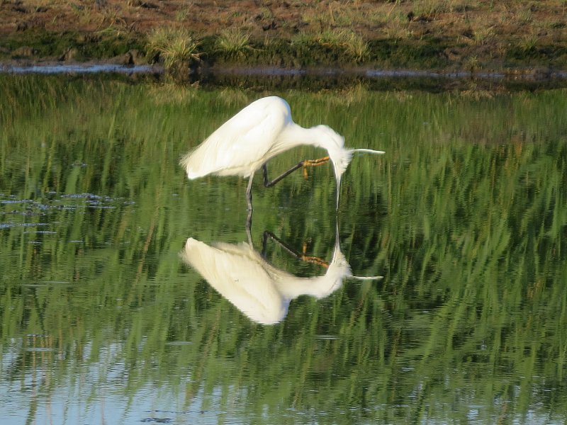 egret.JPG