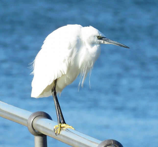 egret.jpg