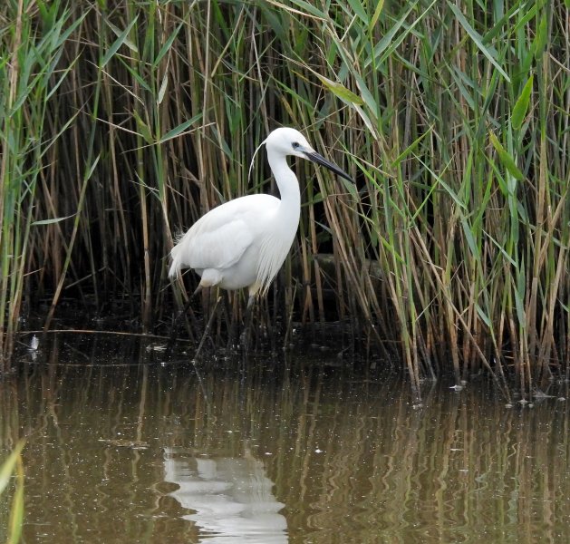 egret.JPG