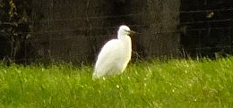 Egret.jpg