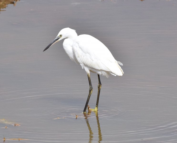 egret.jpg