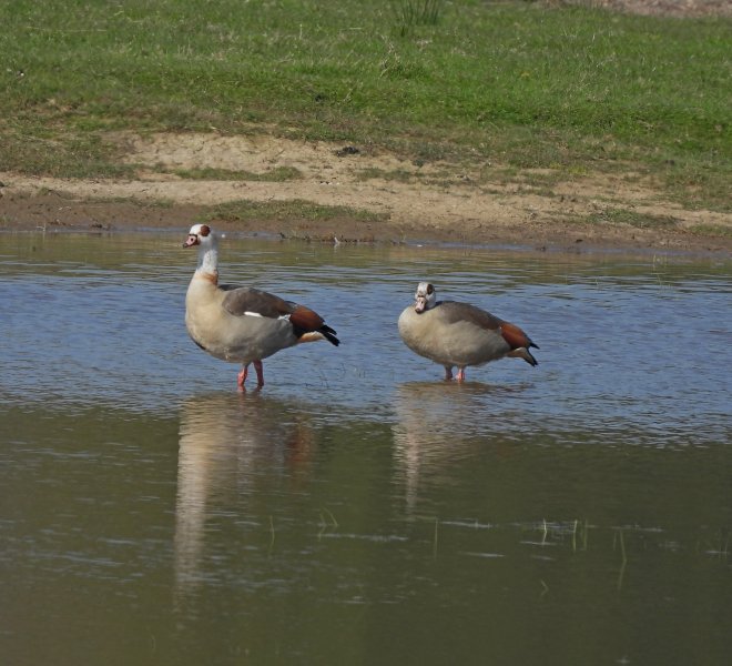 egyptian Geese.JPG