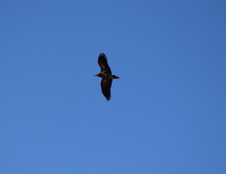 Egyptian Vulture 6.JPG