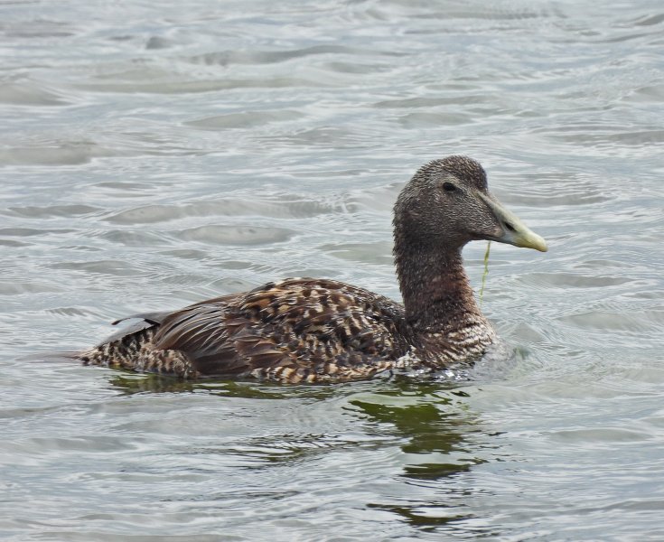 Eider 6.JPG