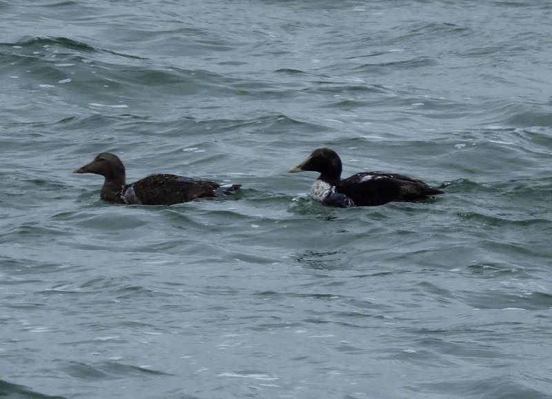 Eider - Poole Harbour (4).JPG