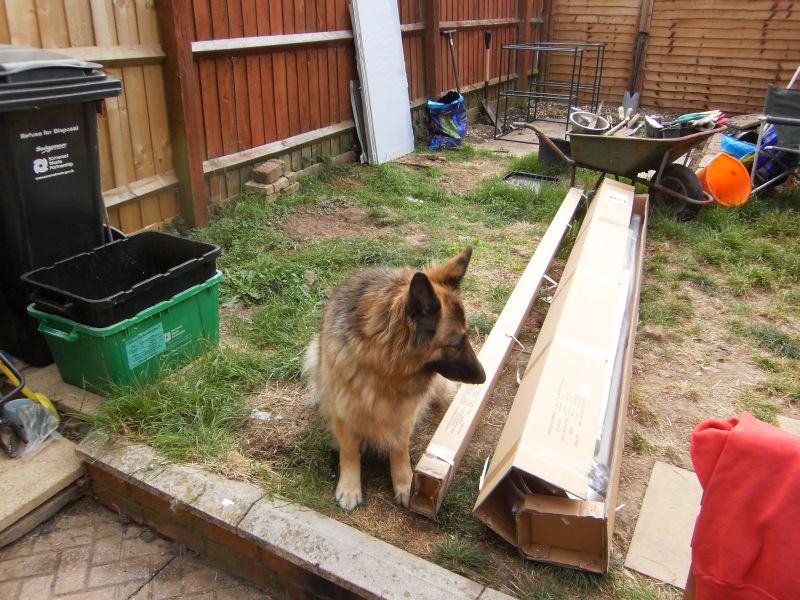 Ellie guarding the greenhouse.jpg