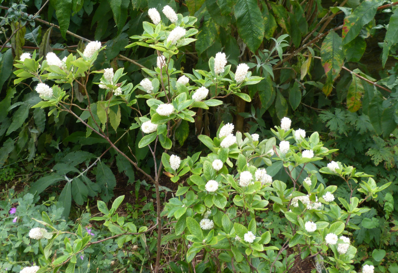 Elliottia bractea.JPG