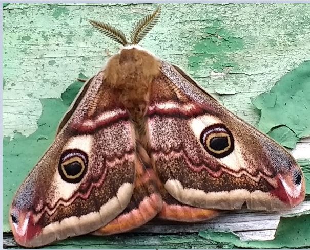 emperor moth.JPG