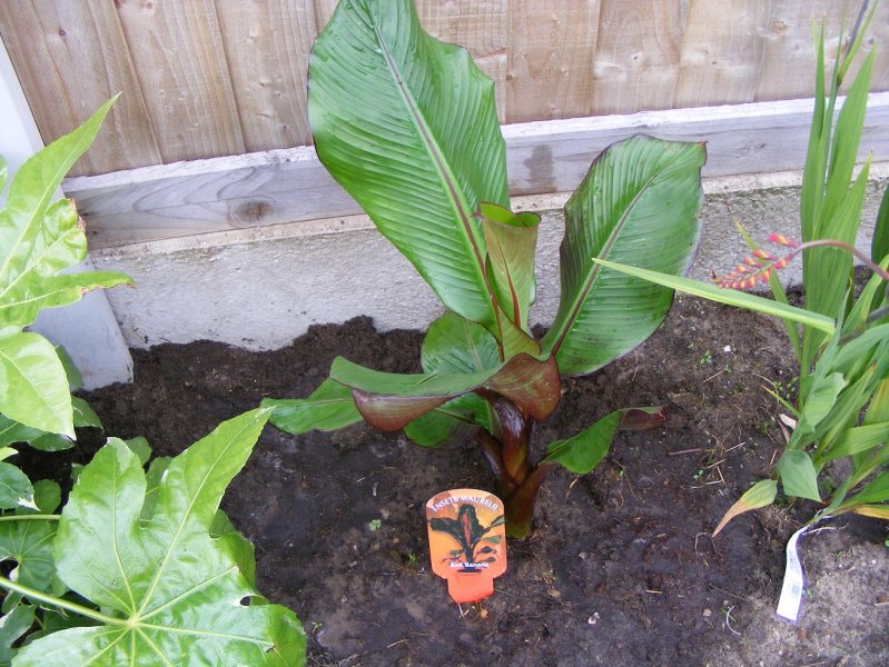 ensete 002.JPG