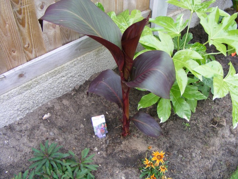 ensete 003.JPG