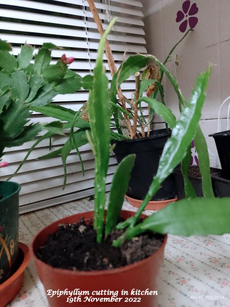 Epiphyllum cutting in kitchen 19th November 2022.jpg