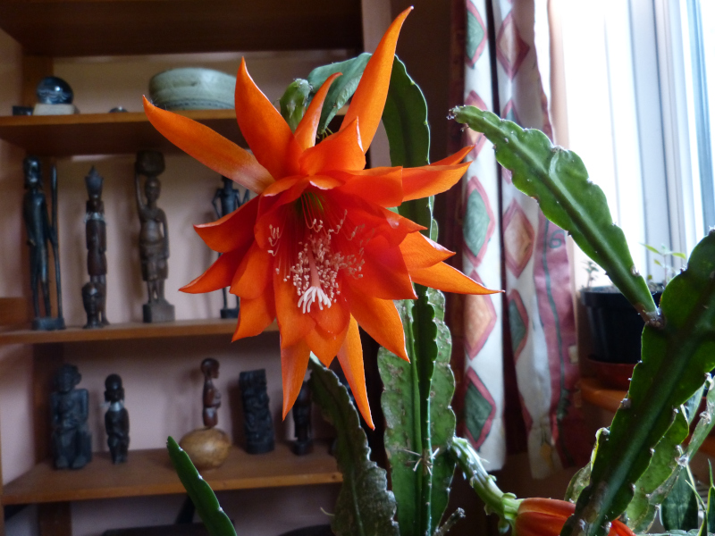 Epiphyllum hybrid.JPG