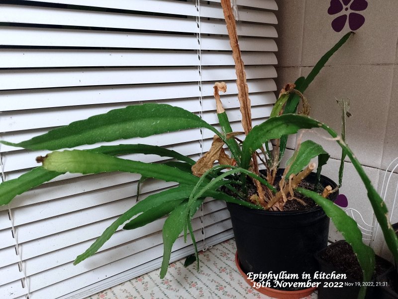 Epiphyllum in kitchen 19th November 2022.jpg