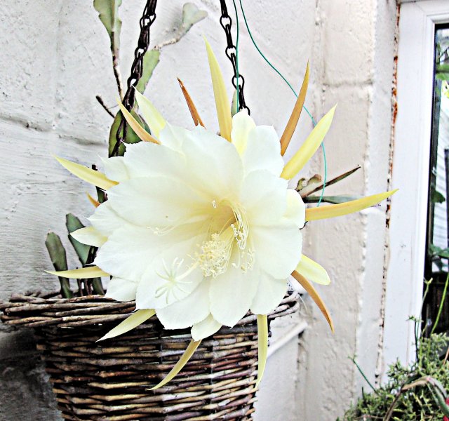 Epiphyllum laui.JPG