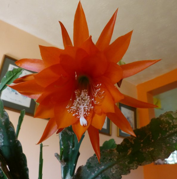 Epiphyllum Orange.JPG