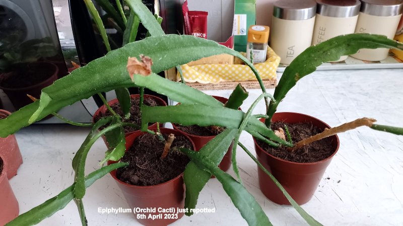 Epiphyllum (Orchid Cacti) just repotted 5th April 2023.jpg