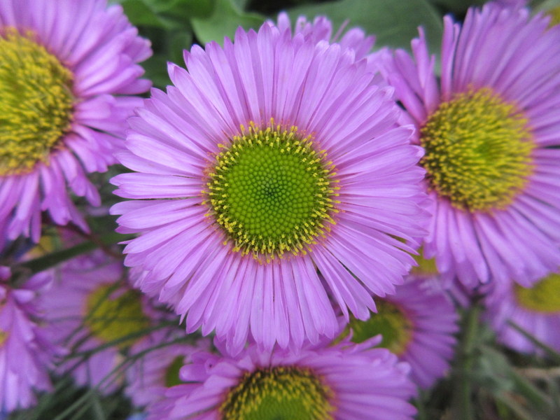 ERIGERON  GLAUCUS  SEA  BREEZE 26-07-2019 10-36-03.JPG