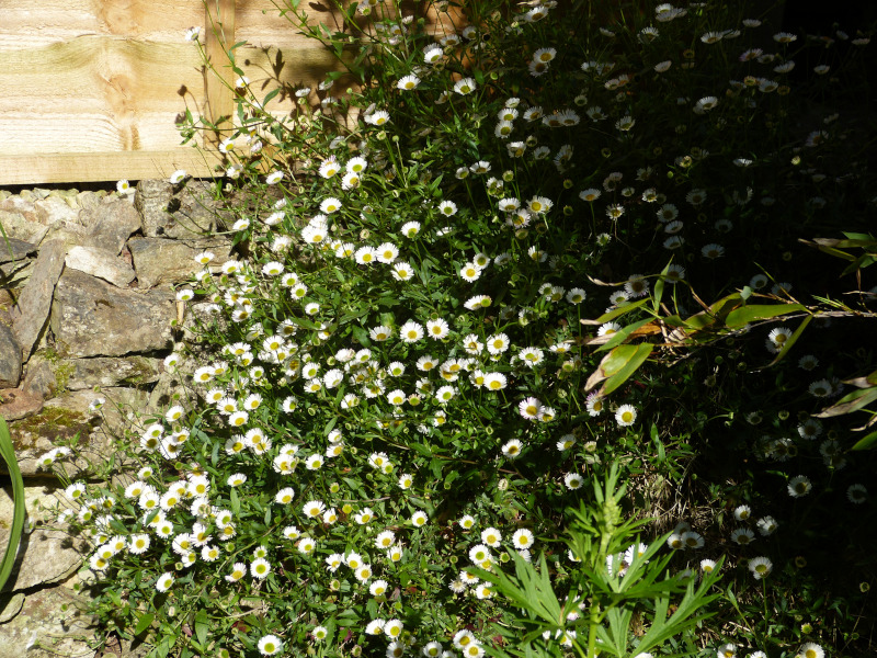 Erigeron karvinkianus.JPG