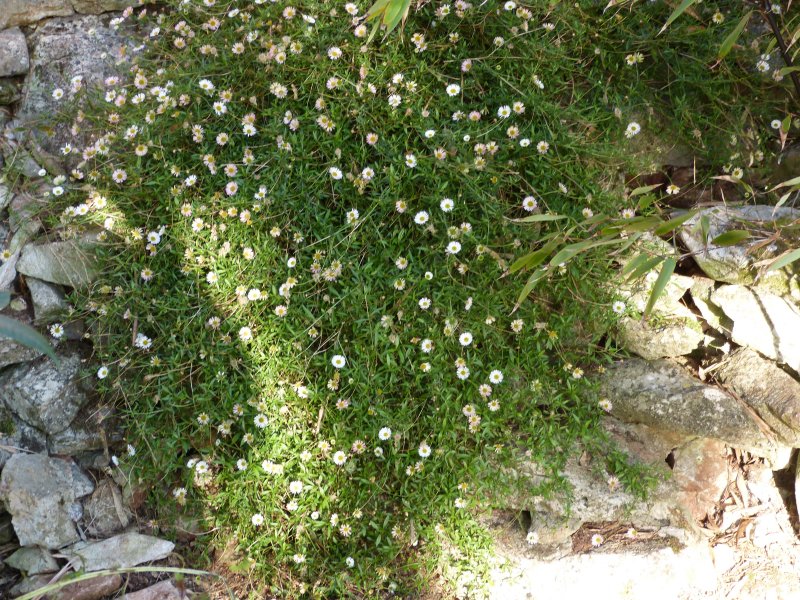 Erigeron karvinskianus 2.JPG