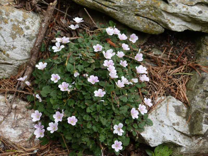 Erodium 1.JPG