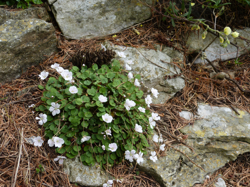 Erodium 2.JPG