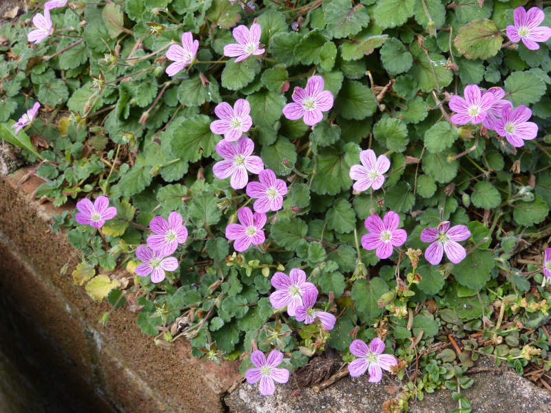 Erodium Bishops Form.JPG