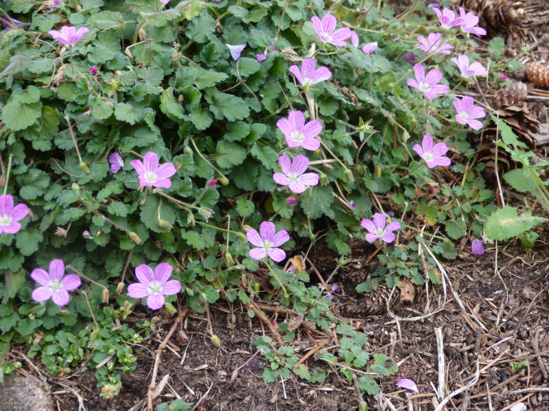 Erodium Bishop's Form.JPG