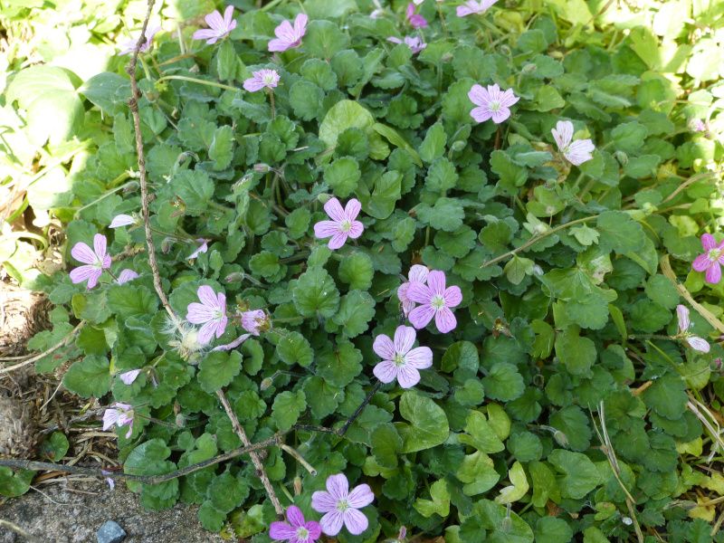 Erodium Bishops Form2.JPG