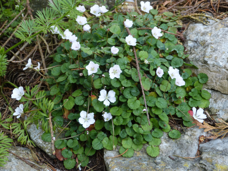 Erodium.JPG