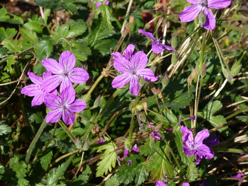 Erodium.JPG