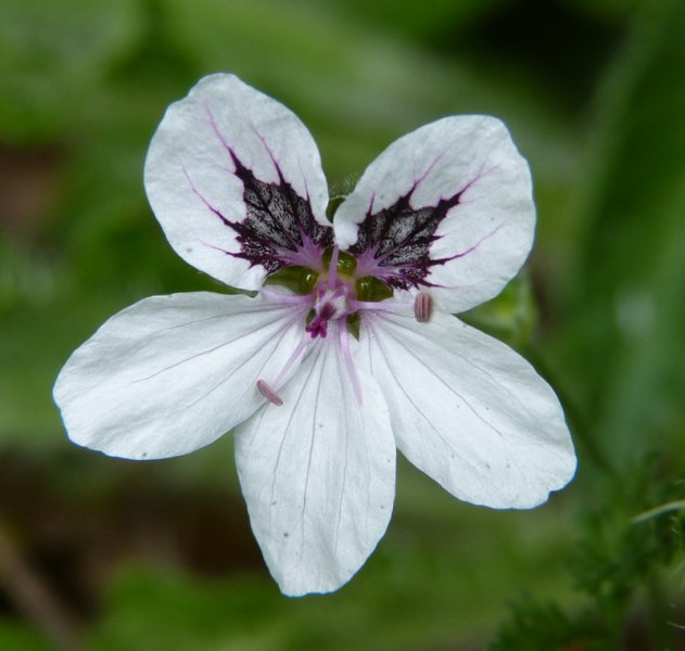 Erodium.JPG