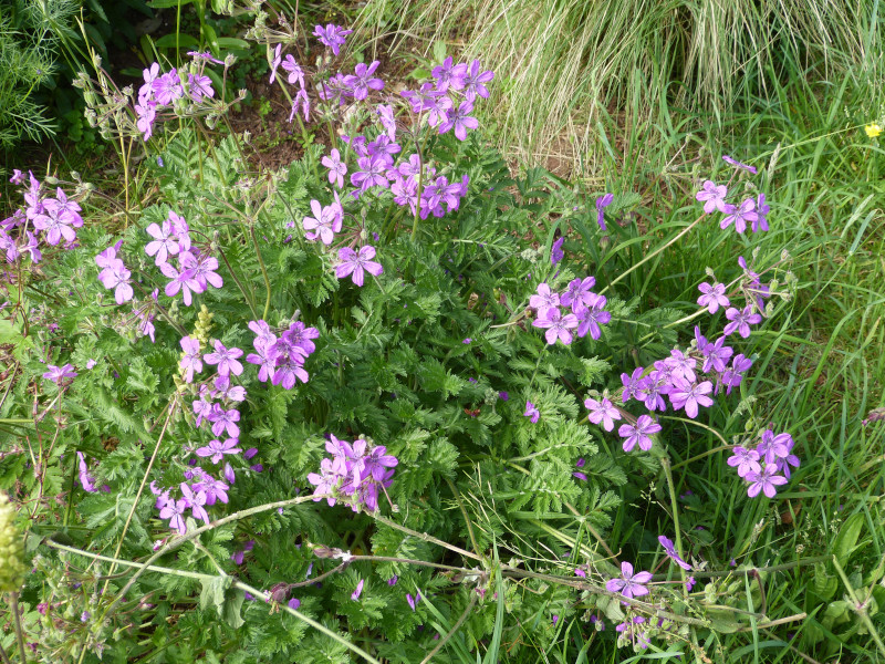 Erodium manescavii.JPG