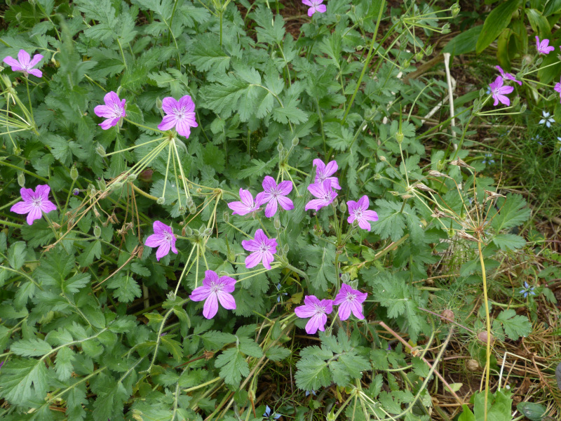 Erodium manescavii.JPG