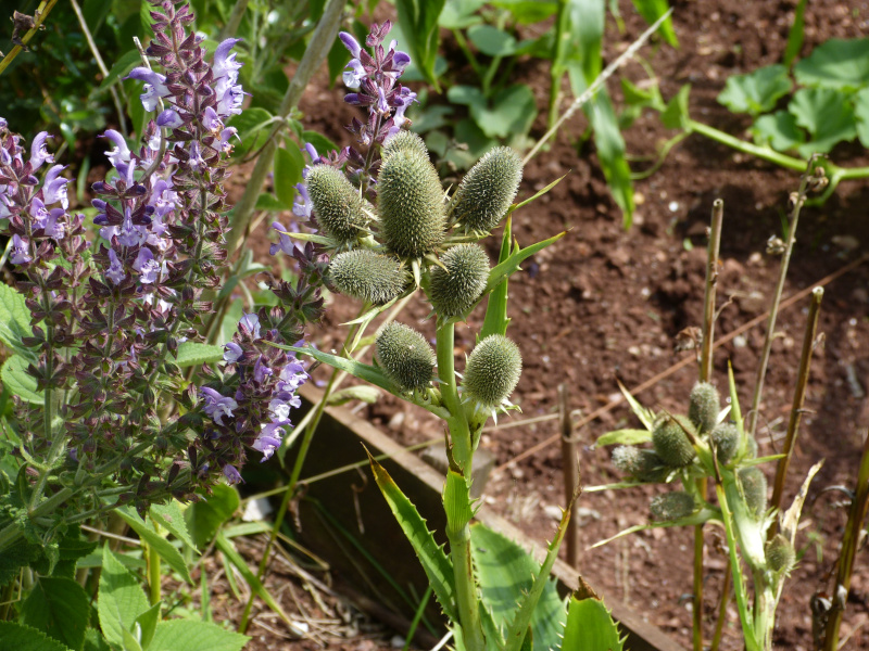 Eryngium agavifolium.JPG