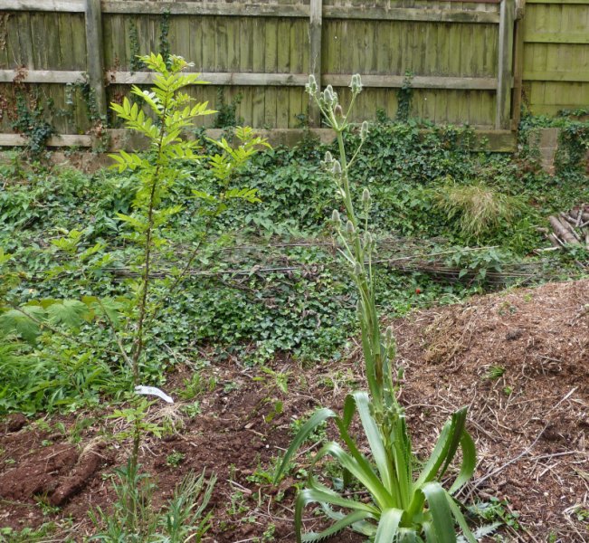 Eryngium agavifolium.JPG