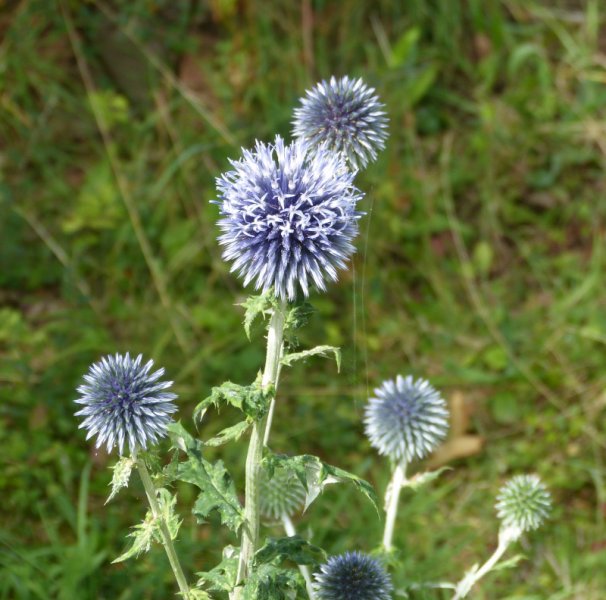 Eryngium planum.JPG