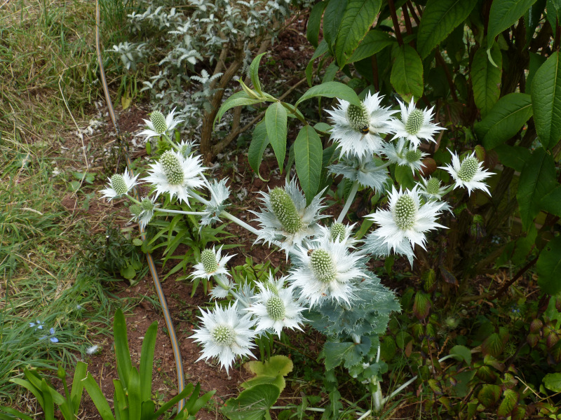 Eryngium self seeded.JPG