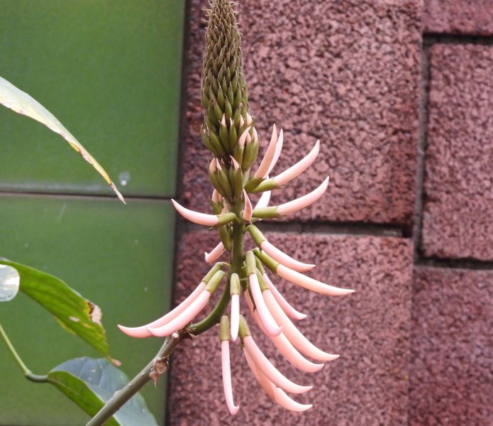 erythrina rosea.JPG