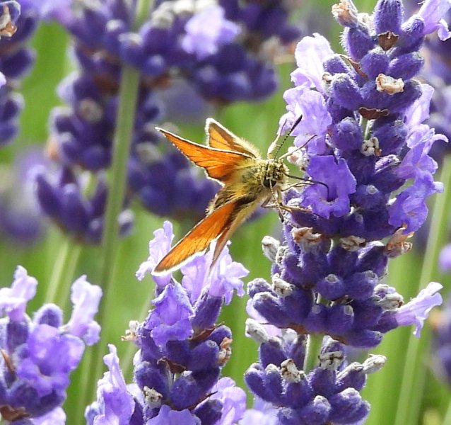 Essex Skipper 2.JPG