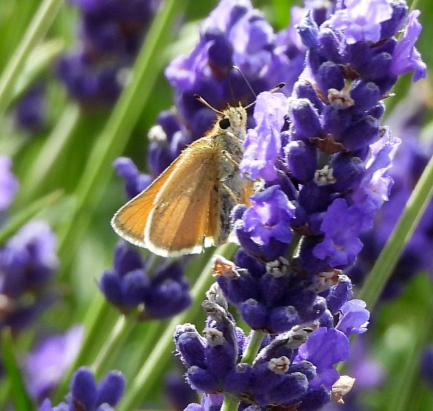 Essex Skipper 3.JPG