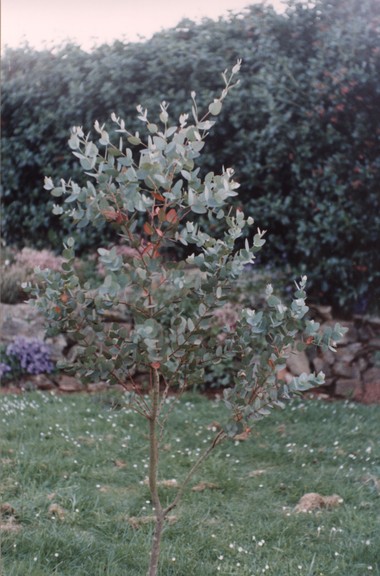 Eucalyptus gunnii (Tasmanian Cider Gum)  01 - small.jpg